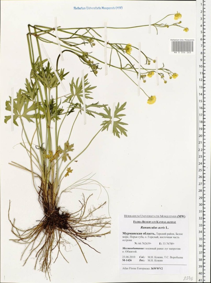 Лютик едкий (ranúnculus ácris