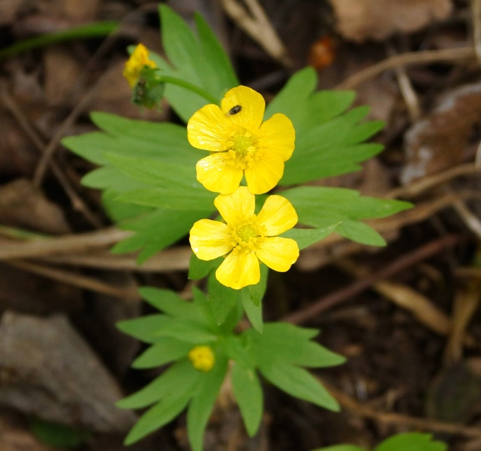 Ветреница лютичная