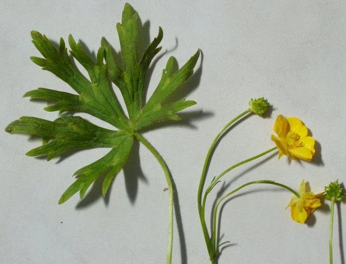 Лютик ползучий ranunculus repens