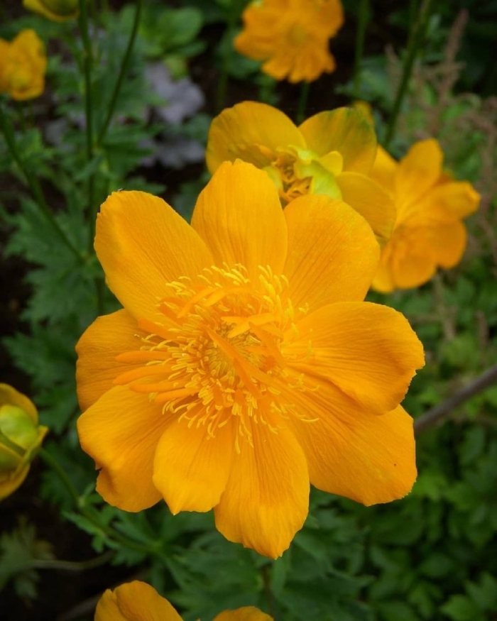 Купальница китайская (trollius chinеnsis)