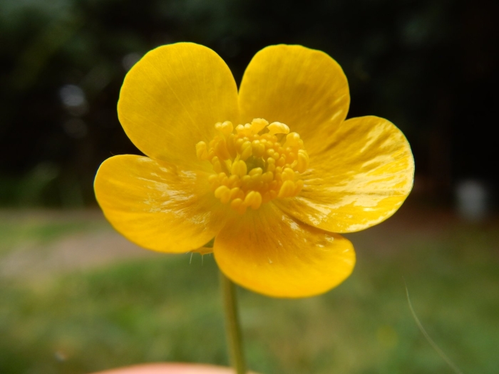 Ranunculus propinquus