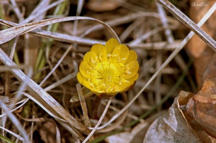Адонис амурский