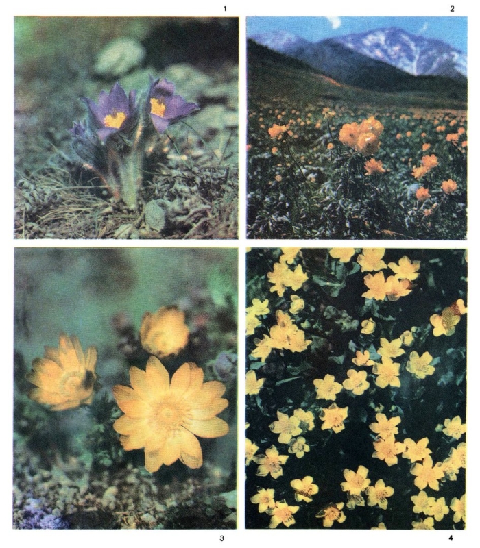 Лютиковые (подсемейство)