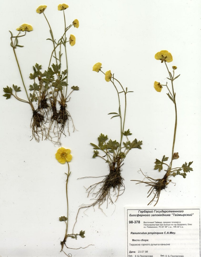 Лютик северный - ranunculus propinquus