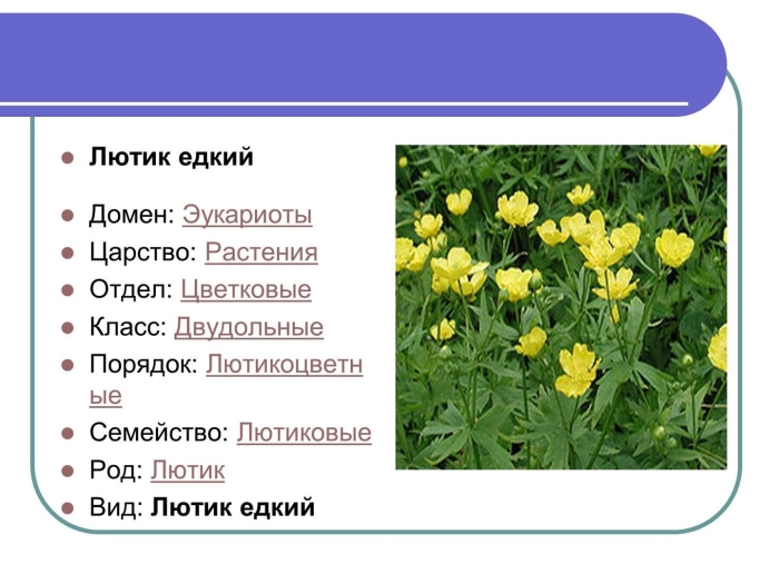 Лютик ползучий систематика