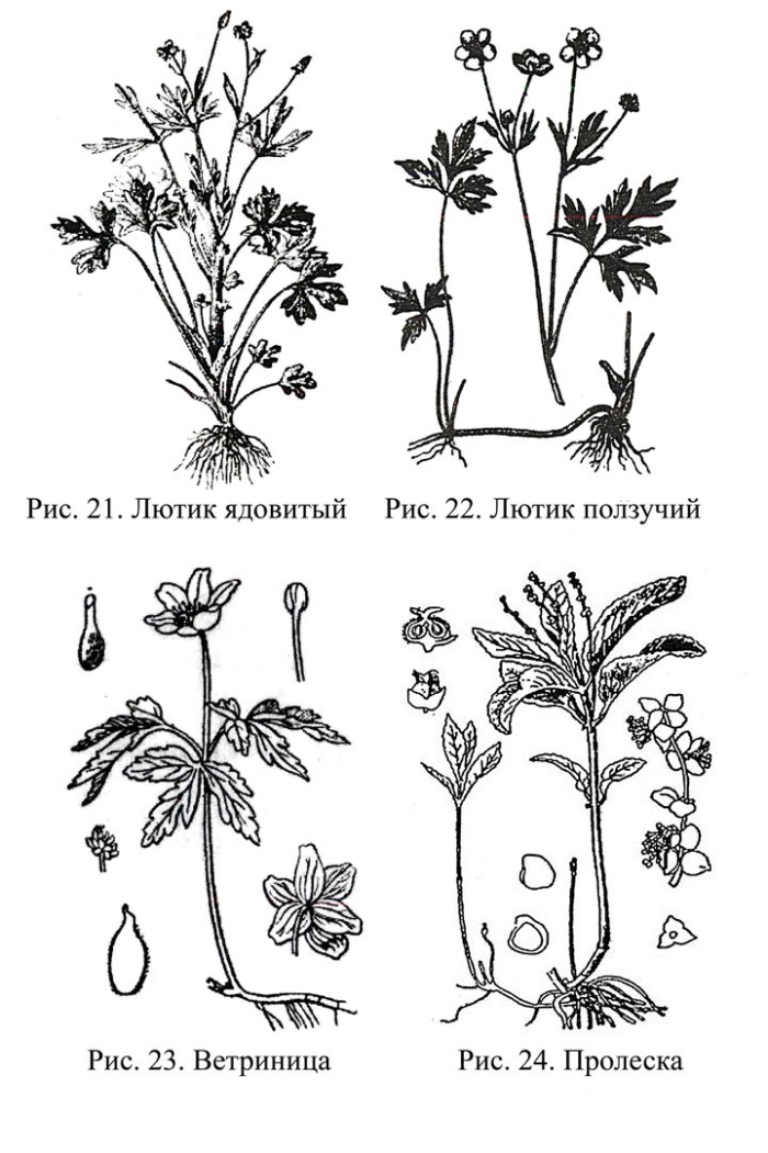 Лютик ползучий рисунок