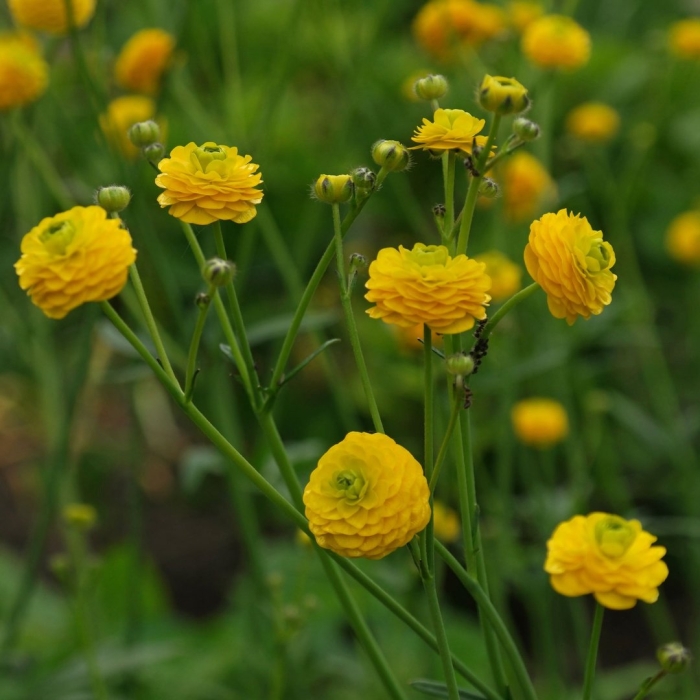 Лютик  multiplex (ranunculus acris)