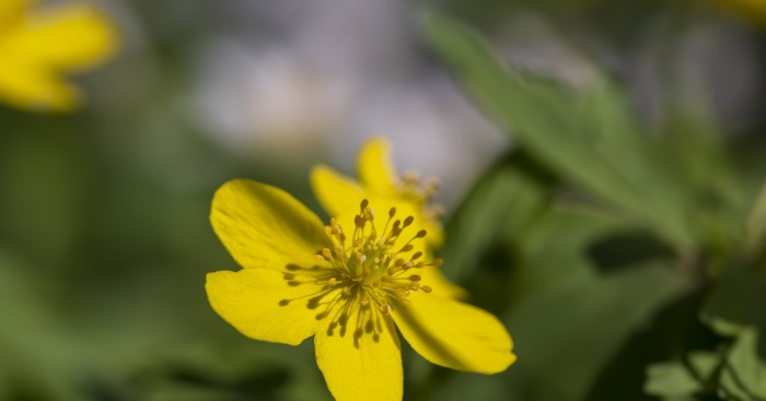Ветреница лютиковая(anemone ranunculoides)