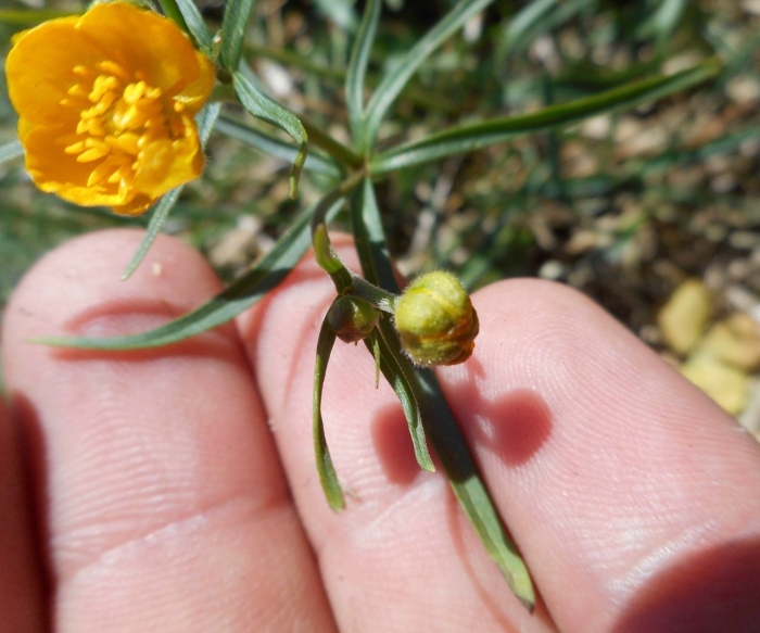 Ranunculus auricomus