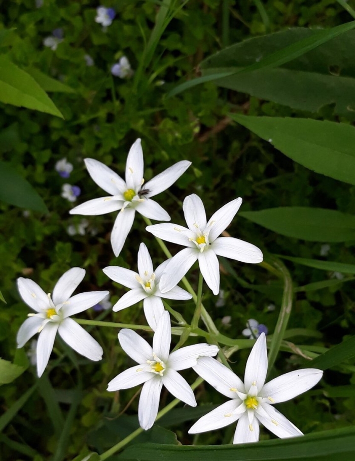 Птицемлечник крымский