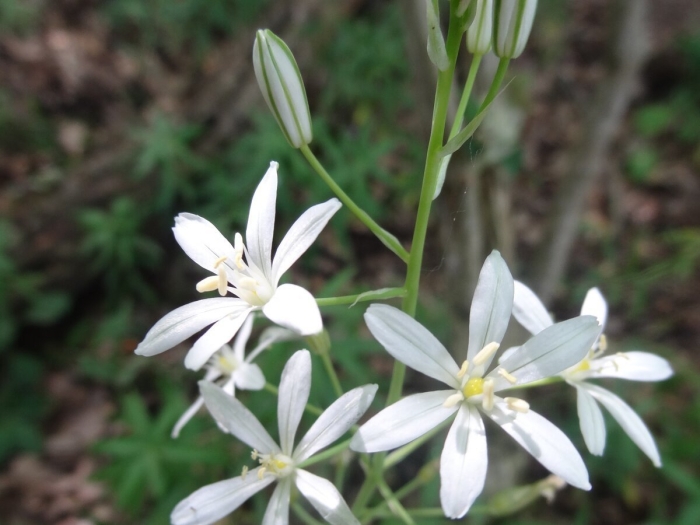 Ornithogalum pyrenaicum