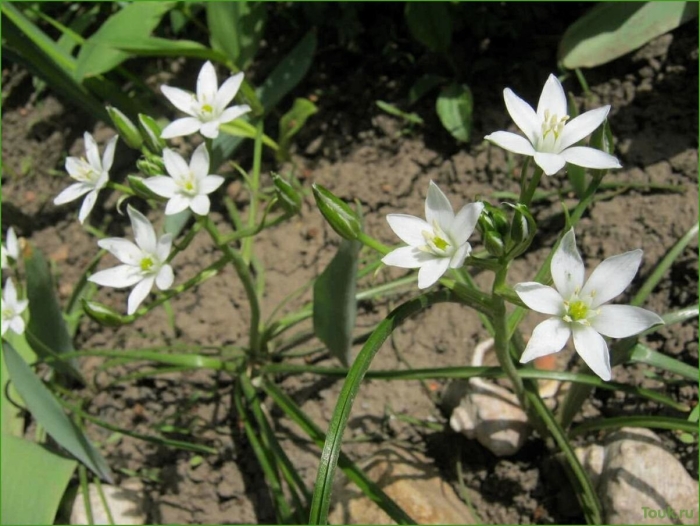 Птицемлечник орнитогалум