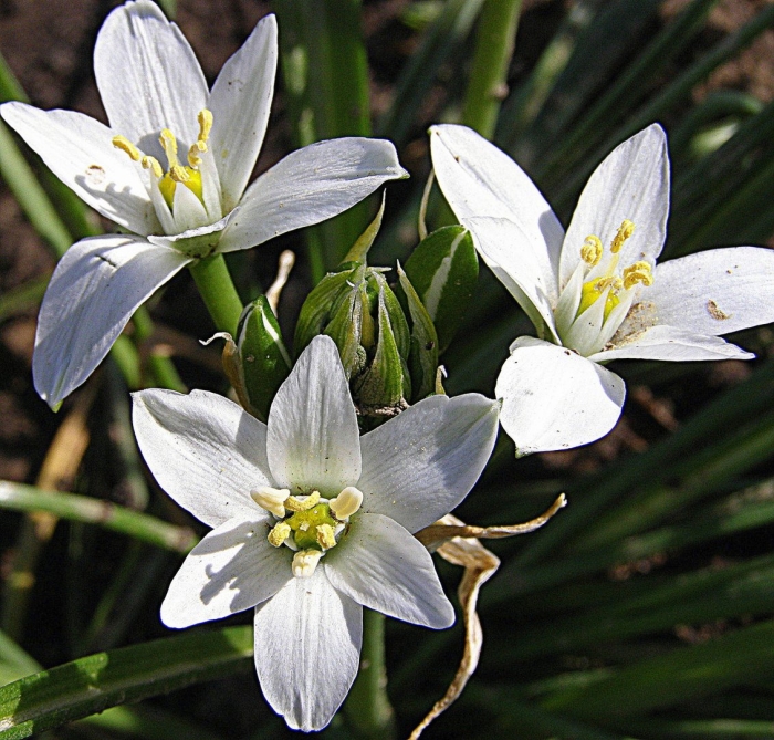 Птицемлечник орнитогалум