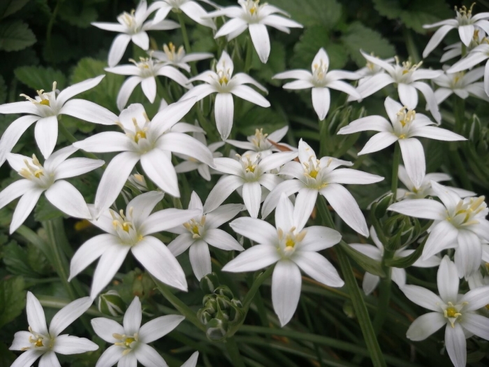 Птицемлечник понтийский