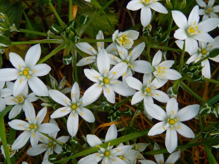 Ornithogalum umbellatum вифлеемская звезда