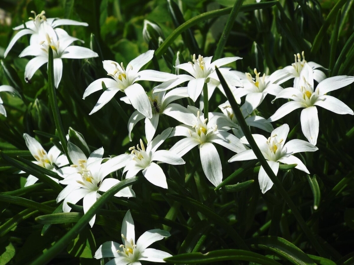 Ornithogalum umbellatum