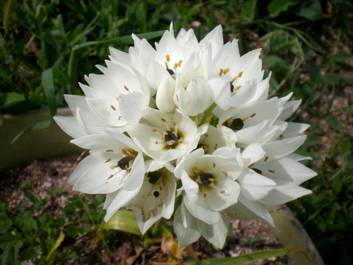 Ornithogalum thyrsoides
