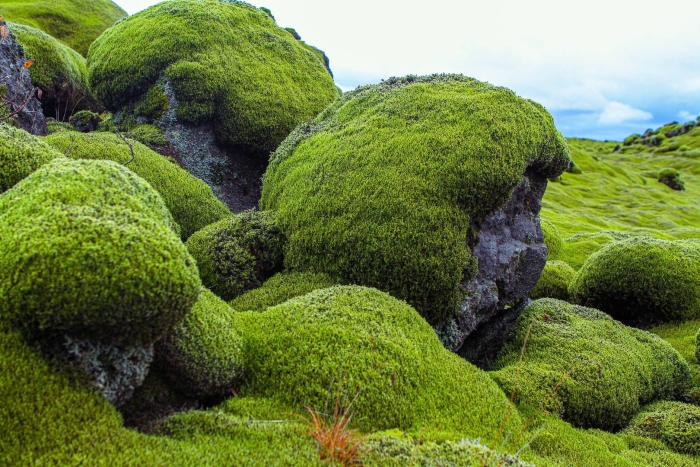 Исландия мох