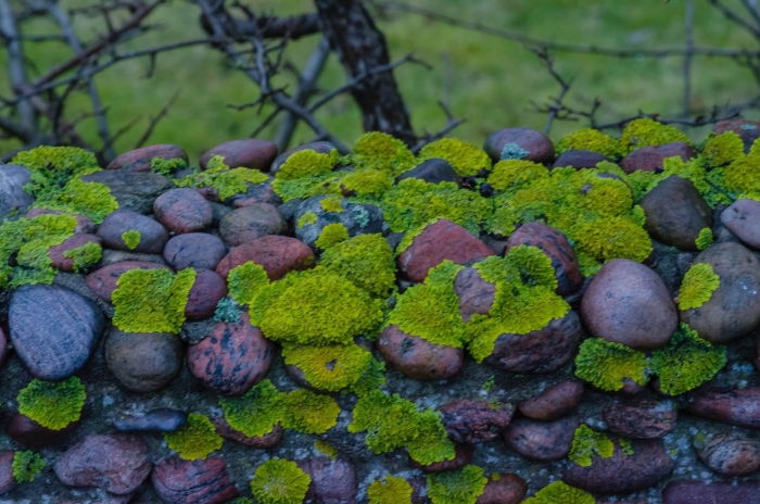 Мох лишайник