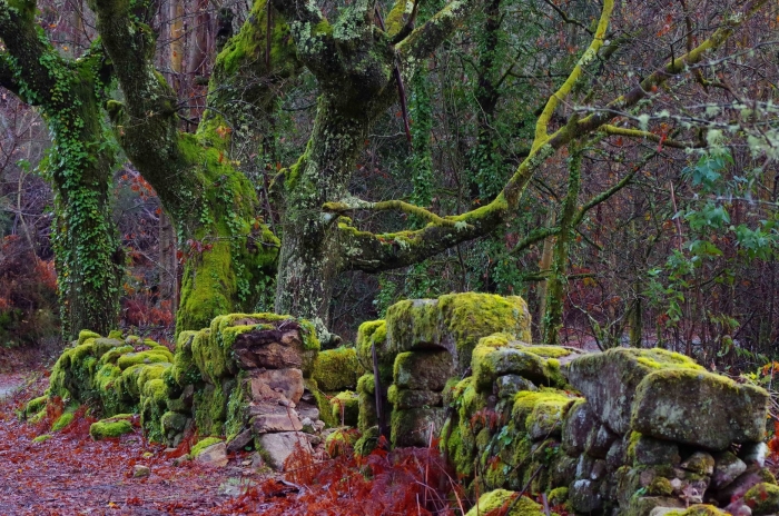 Природный парк горбеа