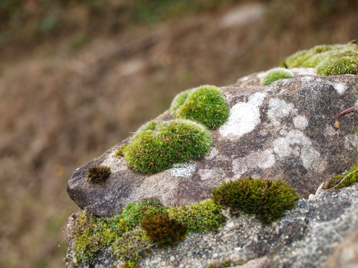 Лишайники мосс