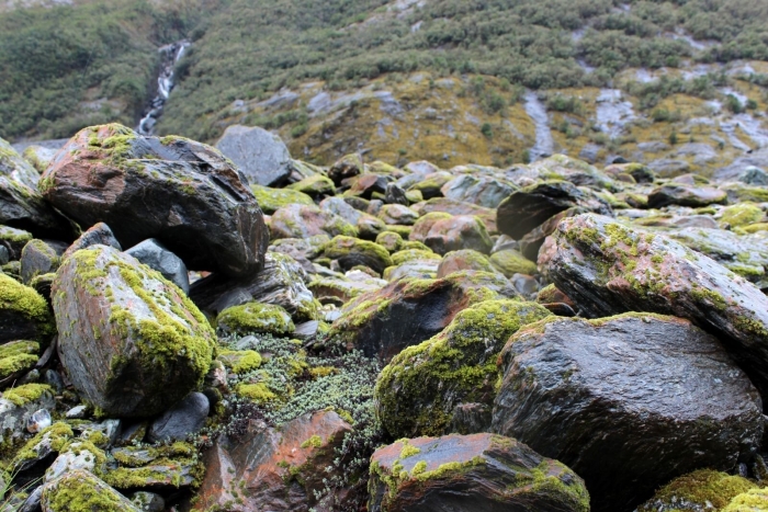 Каменистый мох