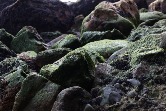 Рюген мхи камни