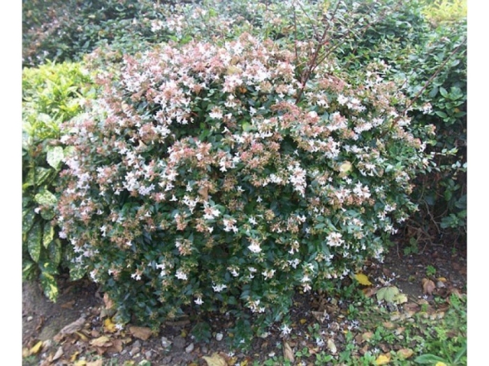Кустарники abelia grandiflora