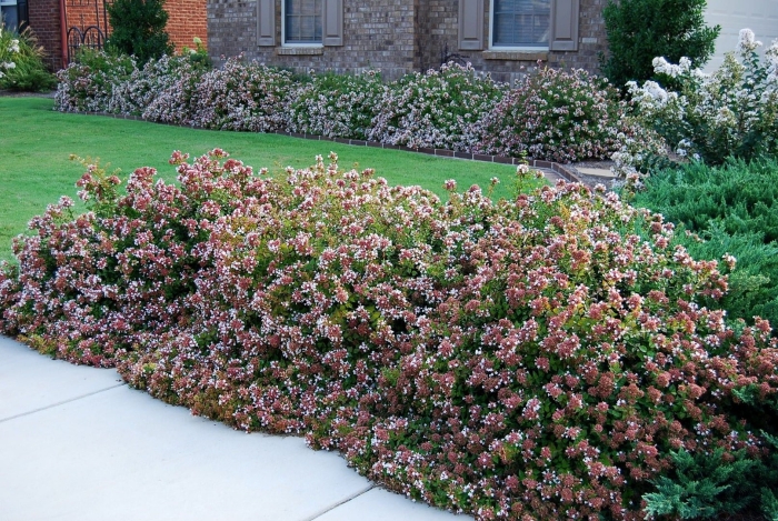 Абелия грандифлора