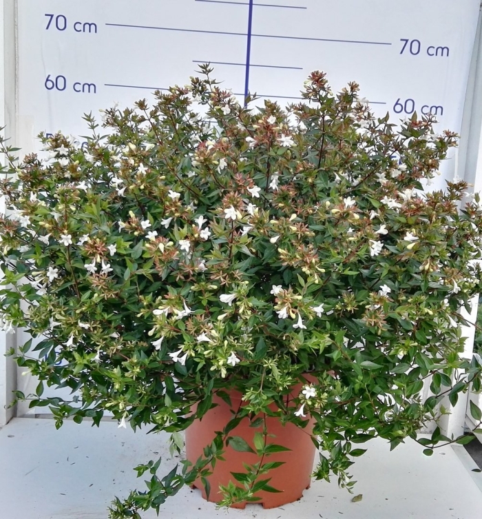 Абелия грандифлора