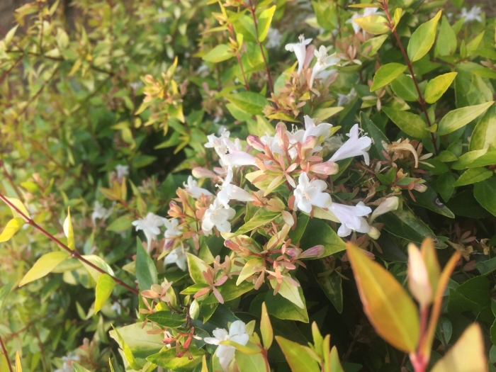 Абелия китайская abelia chinensis