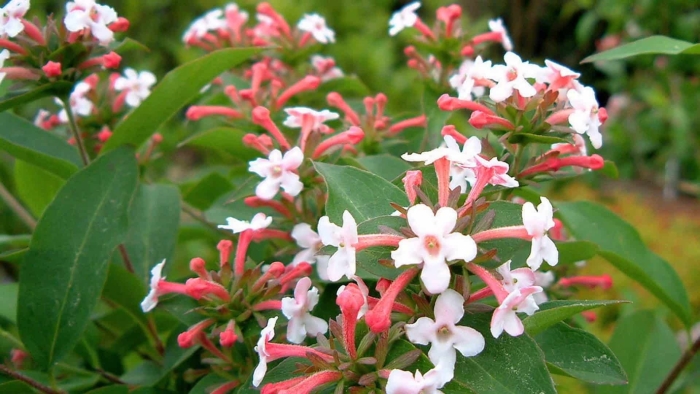 Abelia mosanensis