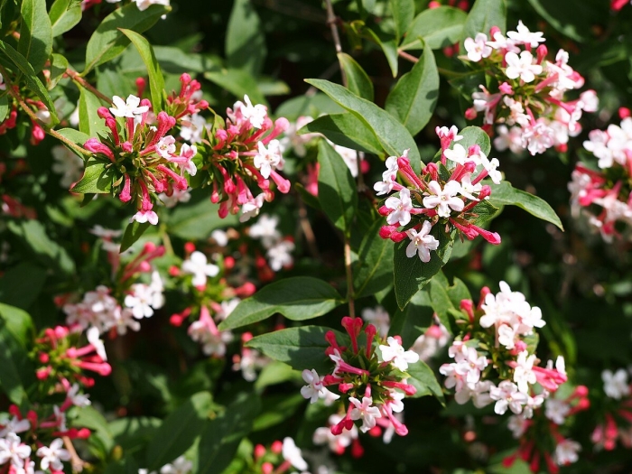 Abelia mosanensis