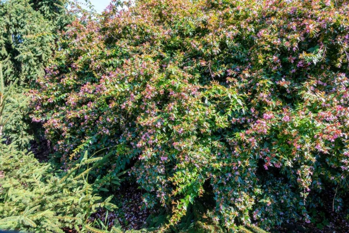 Абелия шумана abelia schumannii