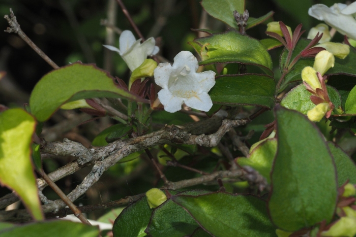 Вейгела бристоль сноуфлейк