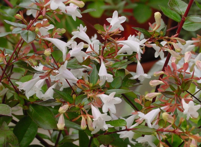 Abelia grandiflora