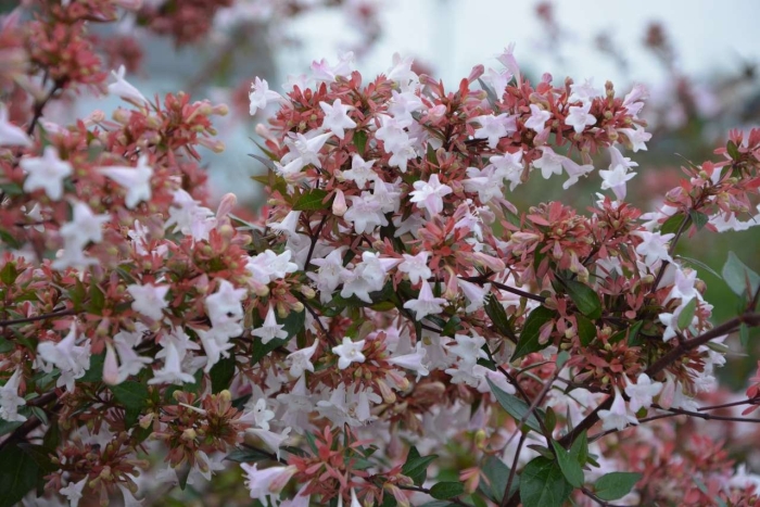 Abelia grandiflora
