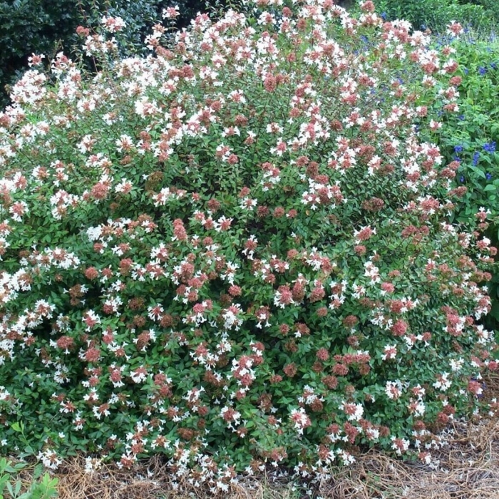 Abelia grandiflora