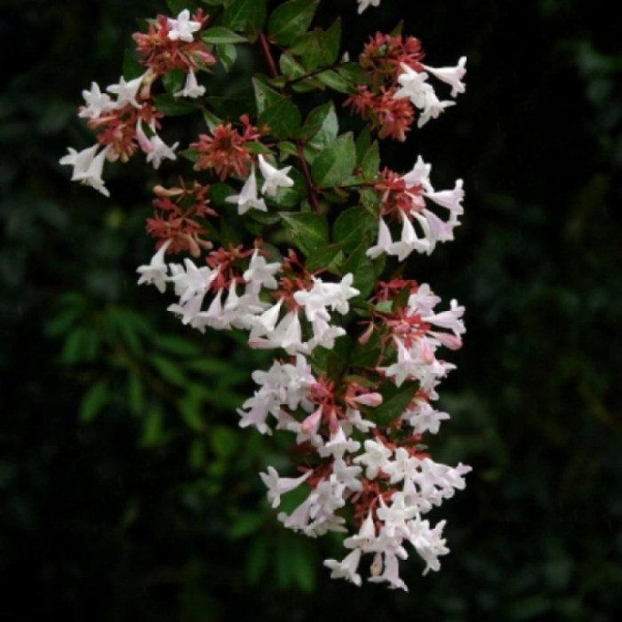 Абелия китайская abelia chinensis