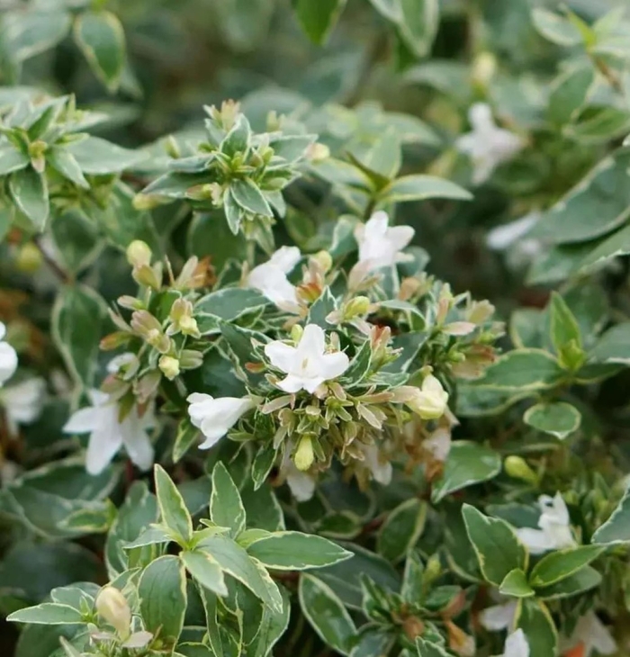 Abelia x grandiflora confetti