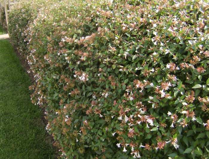 Кустарники abelia grandiflora