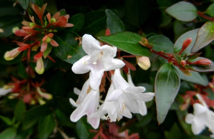 Abelia chinensis
