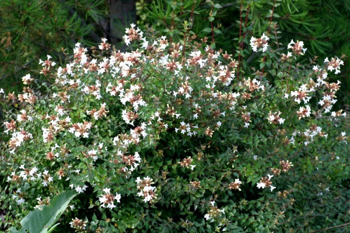 Abelia mosanensis