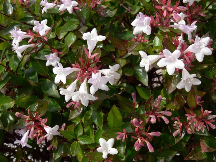 Abelia grandiflora prostrata