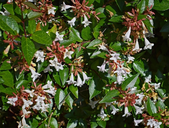 Абелия крупноцветковая