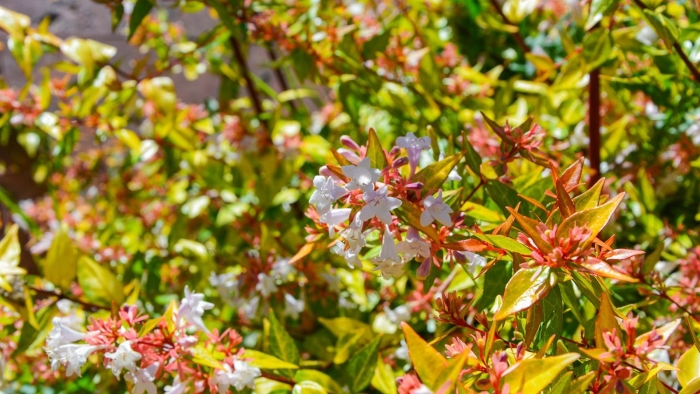 Абелия калейдоскоп