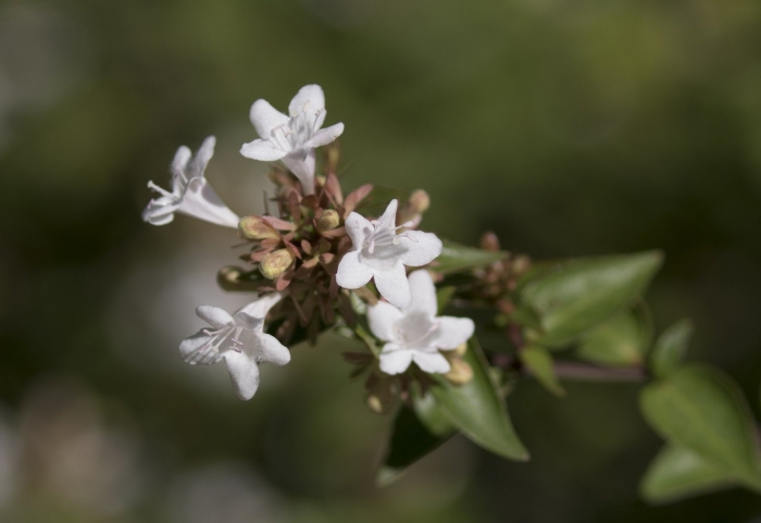 Абелия корейская