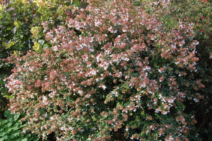 Кустарники abelia grandiflora