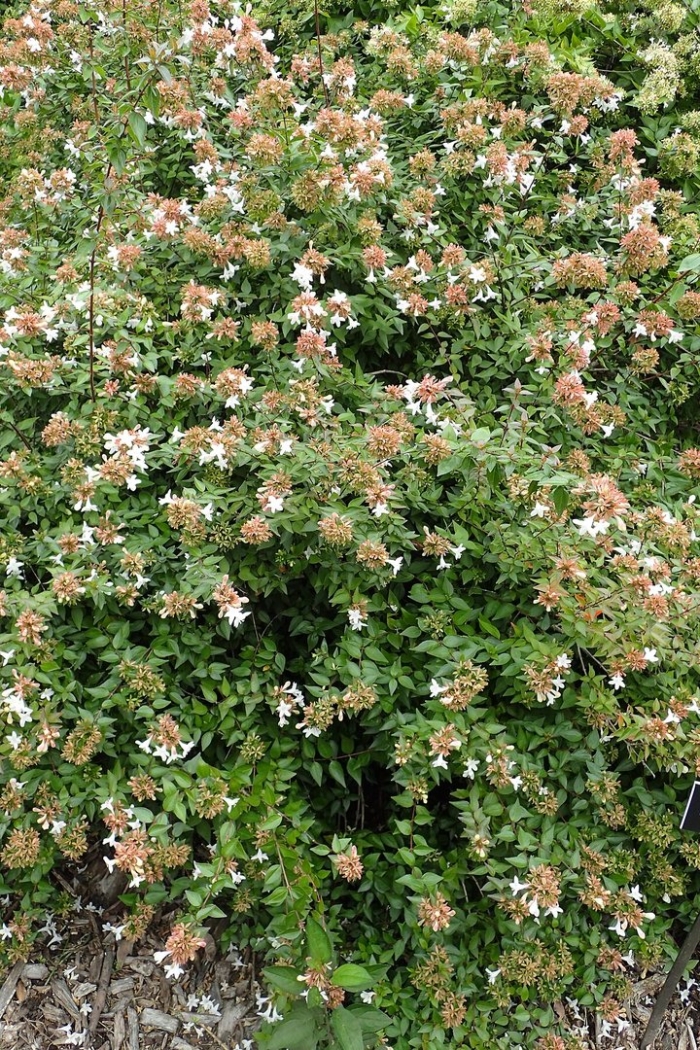 Abelia x grandiflora