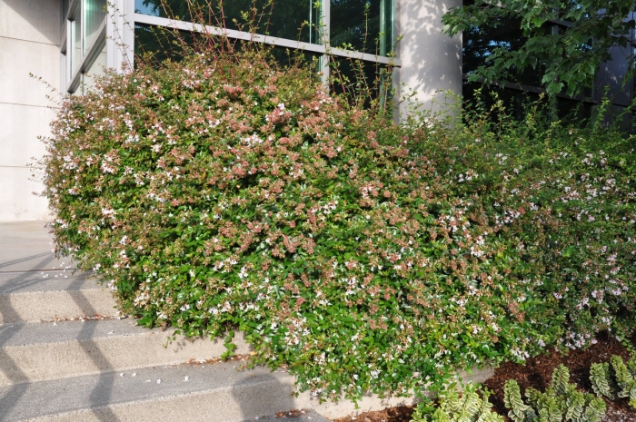 Кустарники abelia grandiflora